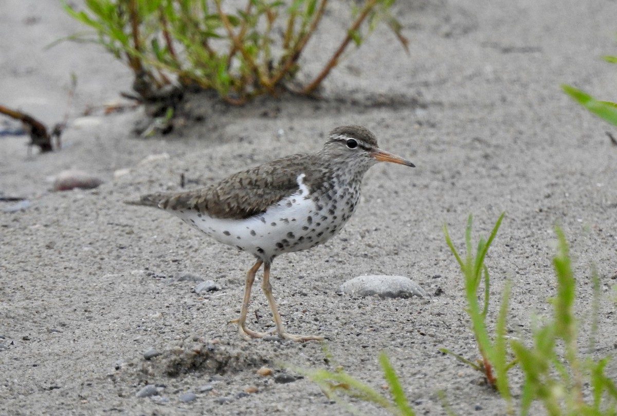 Spotted Sandpiper - ML620668493