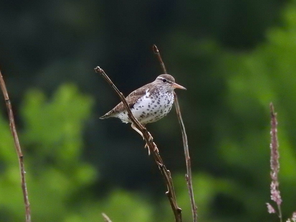 Spotted Sandpiper - ML620668494