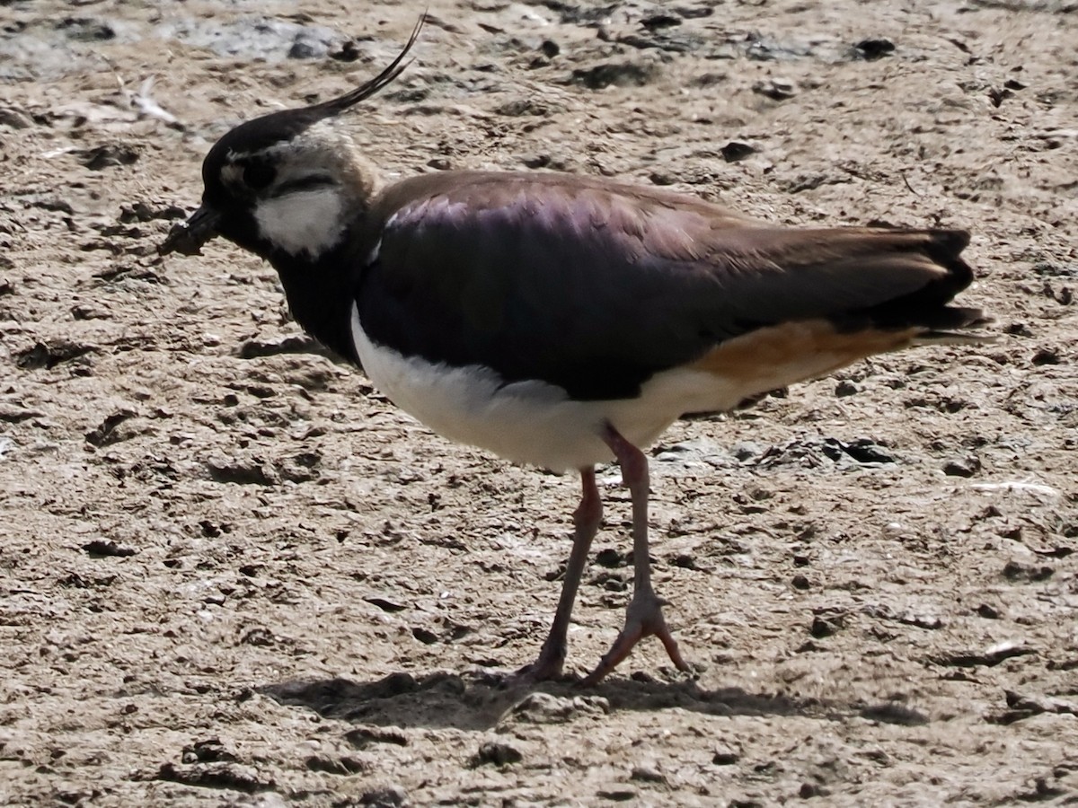 Northern Lapwing - ML620668495