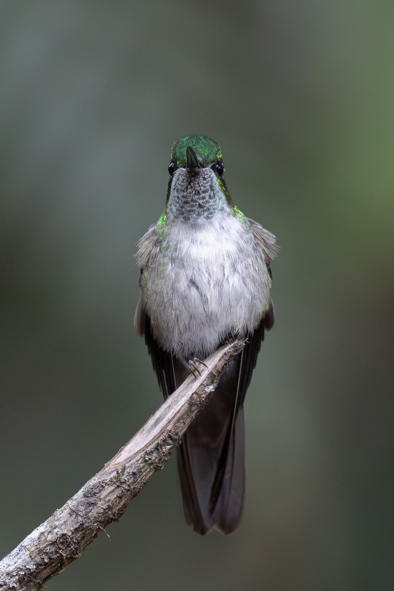 Green-throated Mountain-gem - ML620668497