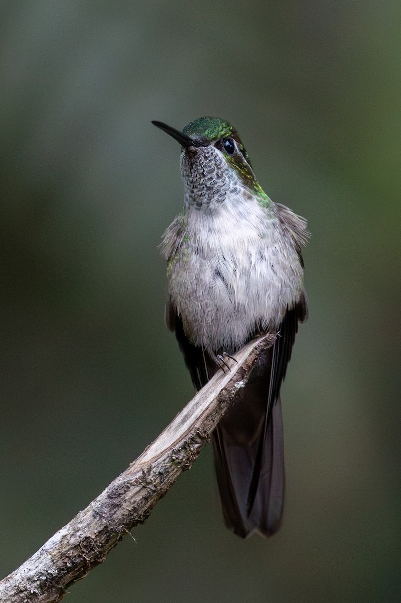 Green-throated Mountain-gem - ML620668498