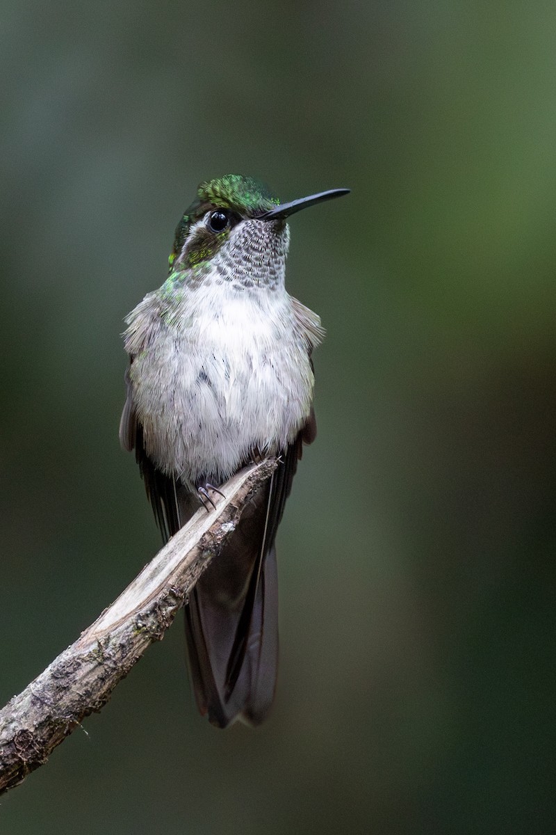 kolibřík salvadorský - ML620668499