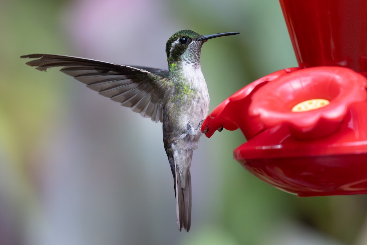 Green-throated Mountain-gem - ML620668500