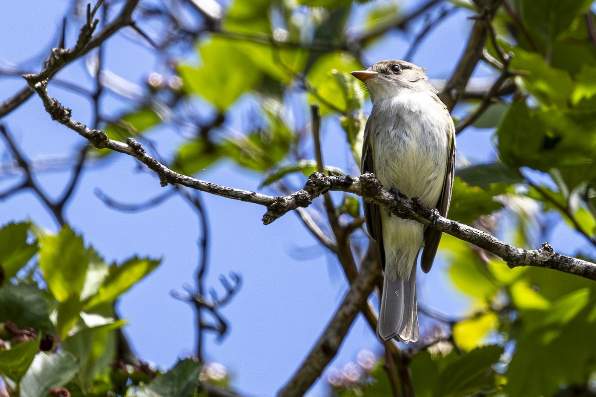 Willow Flycatcher - ML620668502