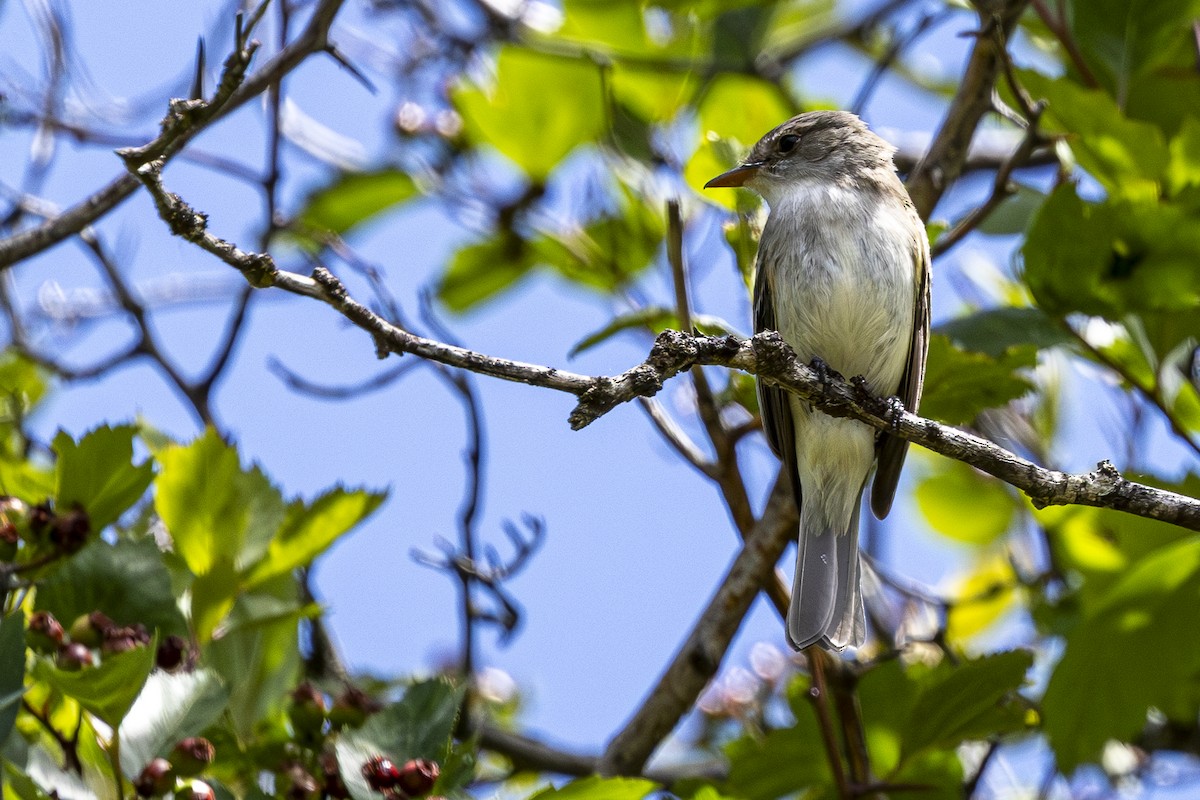 Willow Flycatcher - ML620668503