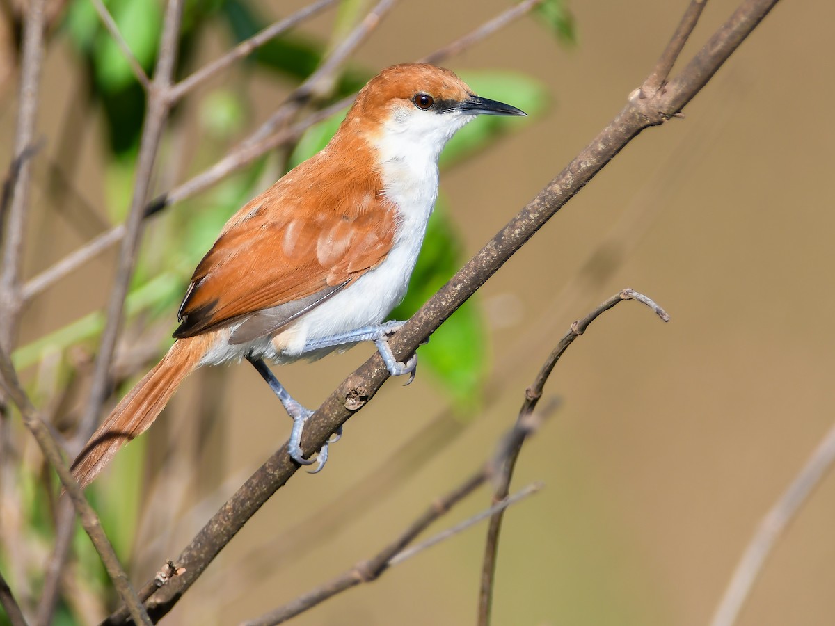 Red-and-white Spinetail - ML620668506