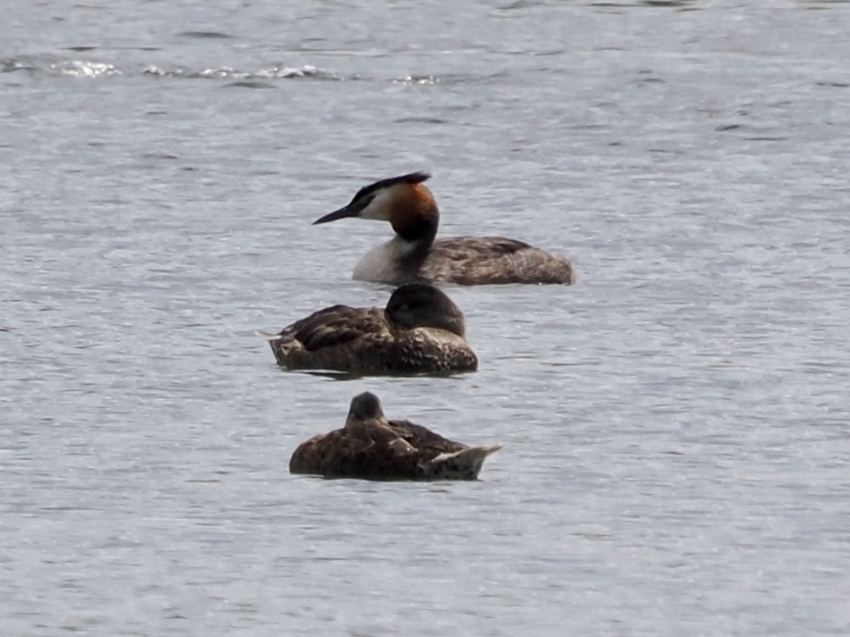 Great Crested Grebe - ML620668508