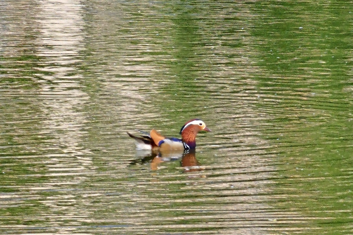 Mandarin Duck - ML620668512