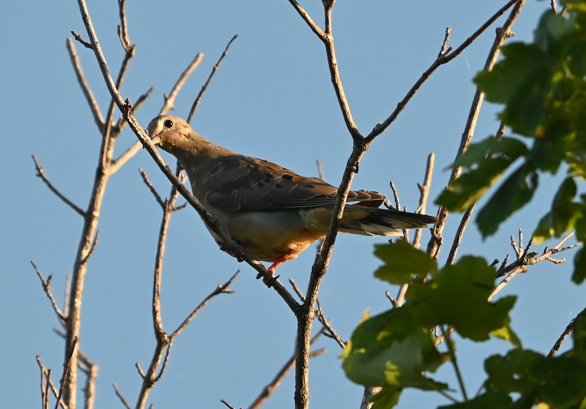 Mourning Dove - ML620668513