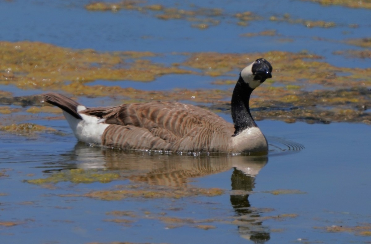 Canada Goose - ML620668516