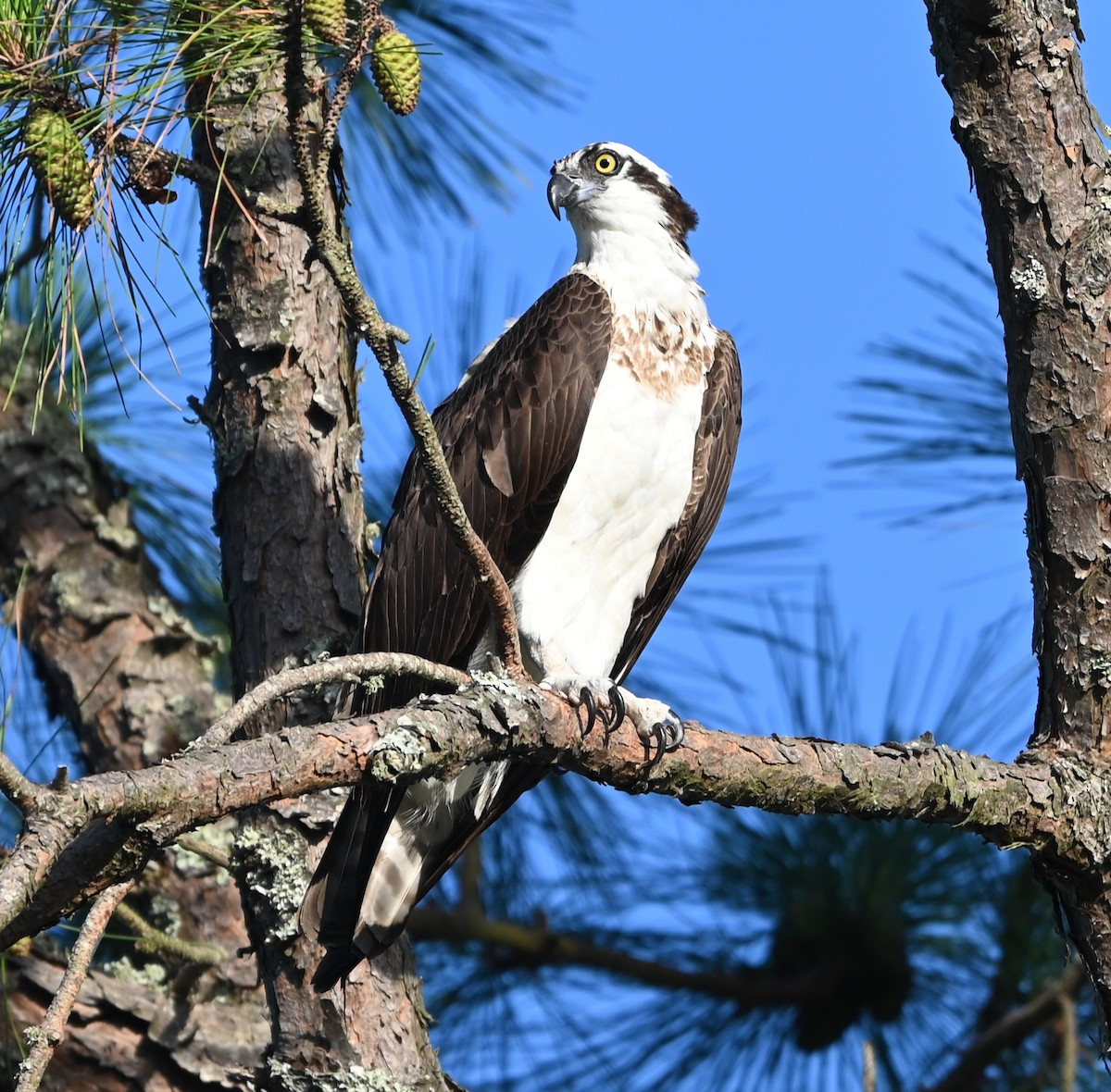 Águila Pescadora - ML620668517