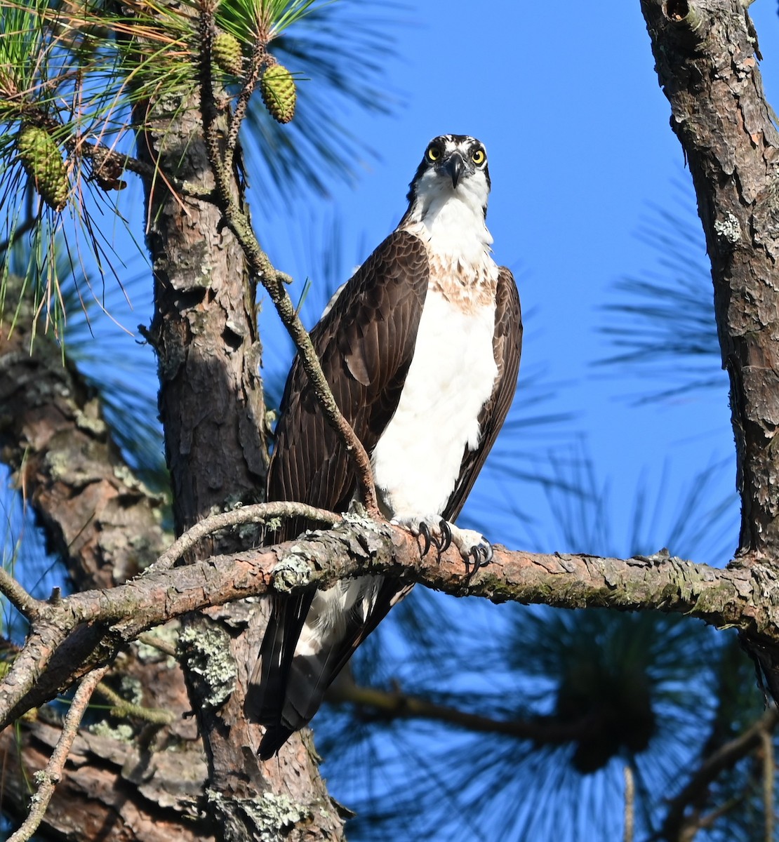 Águila Pescadora - ML620668518