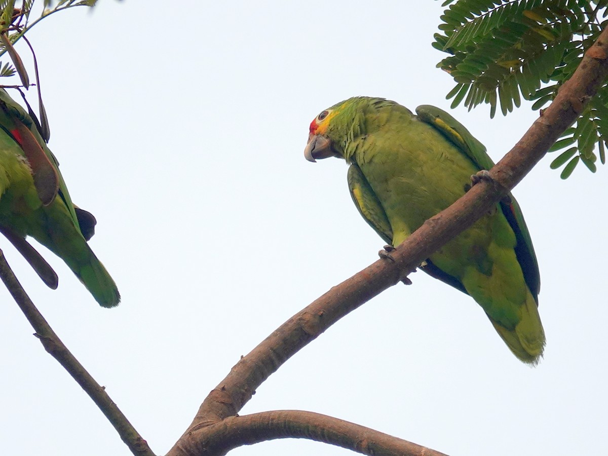 キホオボウシインコ - ML620668521