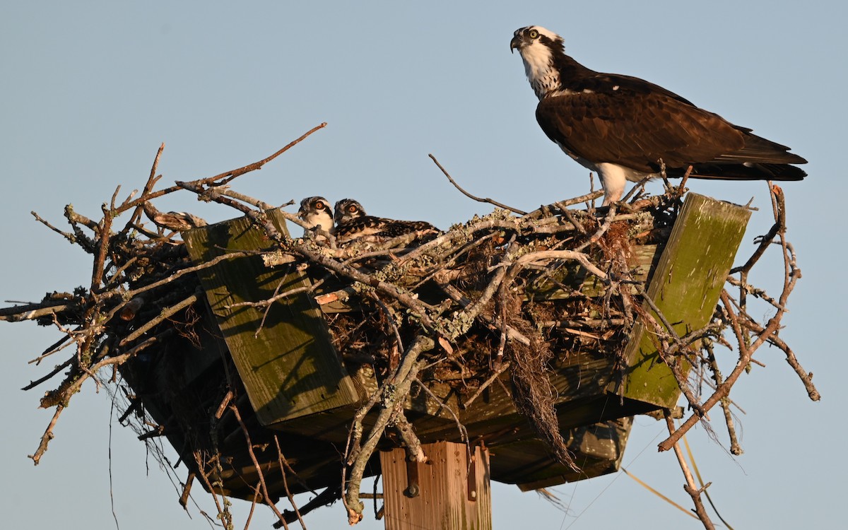 Osprey - ML620668524