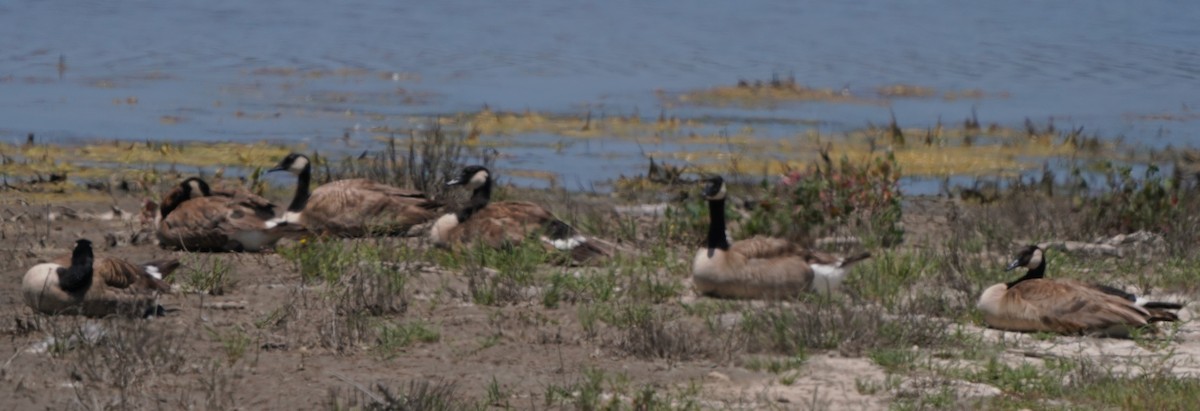 Canada Goose - ML620668528