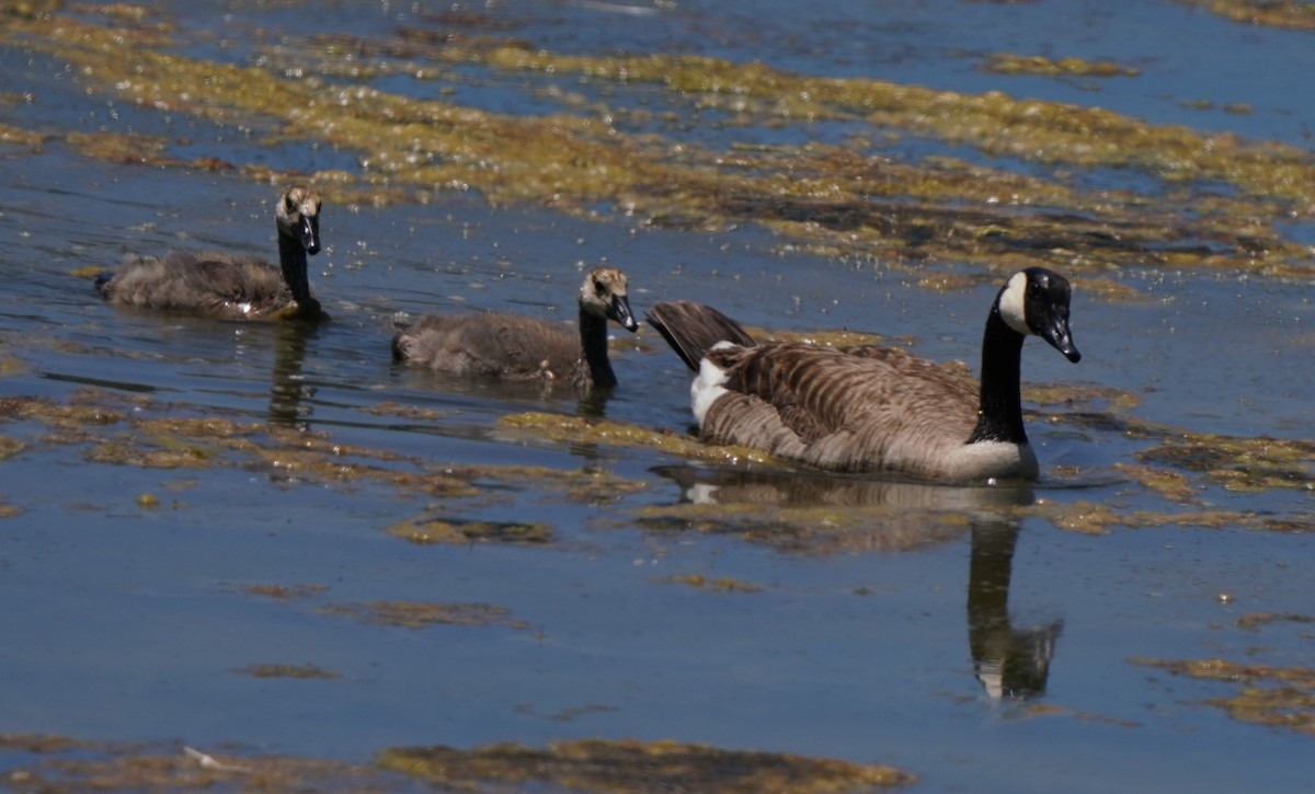 Canada Goose - ML620668529