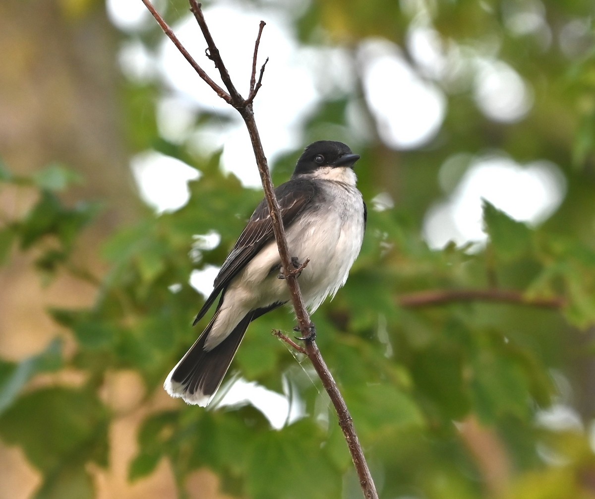 Eastern Kingbird - ML620668530