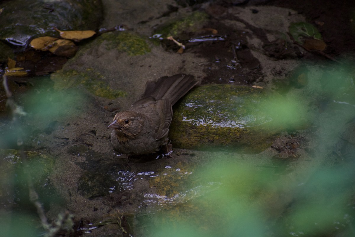 California Towhee - ML620668532