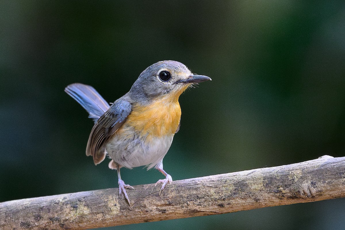 Indochinese Blue Flycatcher - ML620668533