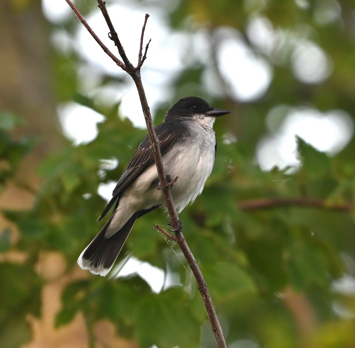 Eastern Kingbird - ML620668534