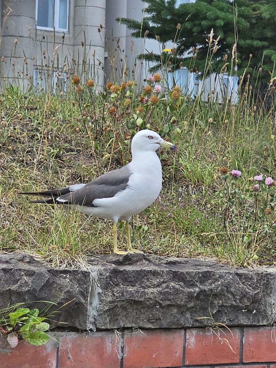 Black-tailed Gull - ML620668536