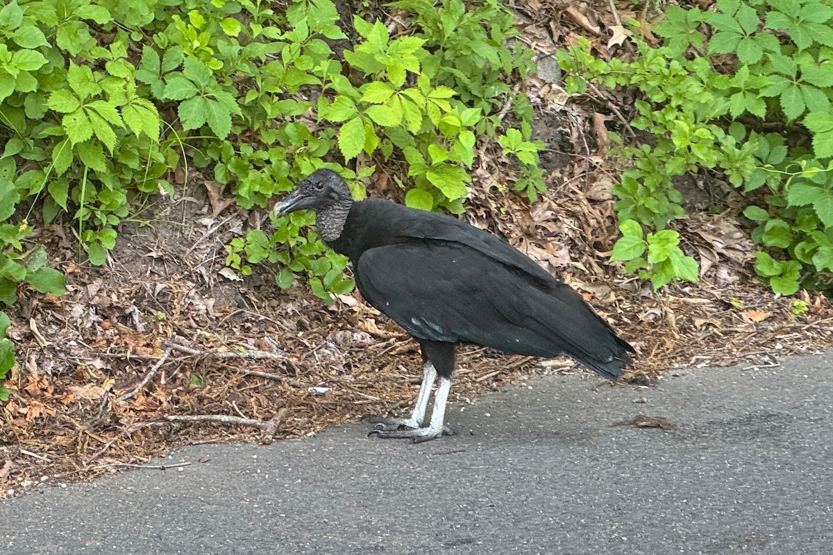 Black Vulture - ML620668537