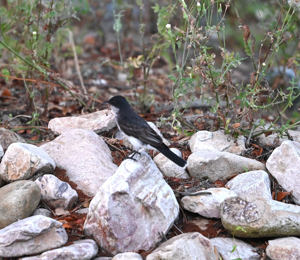 Eastern Kingbird - ML620668538