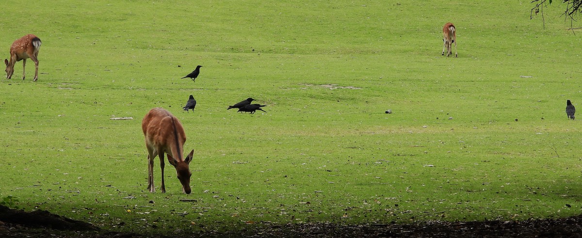 Large-billed Crow - ML620668540