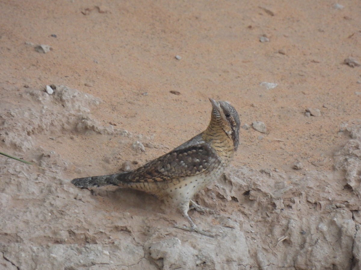 Eurasian Wryneck - ML620668544