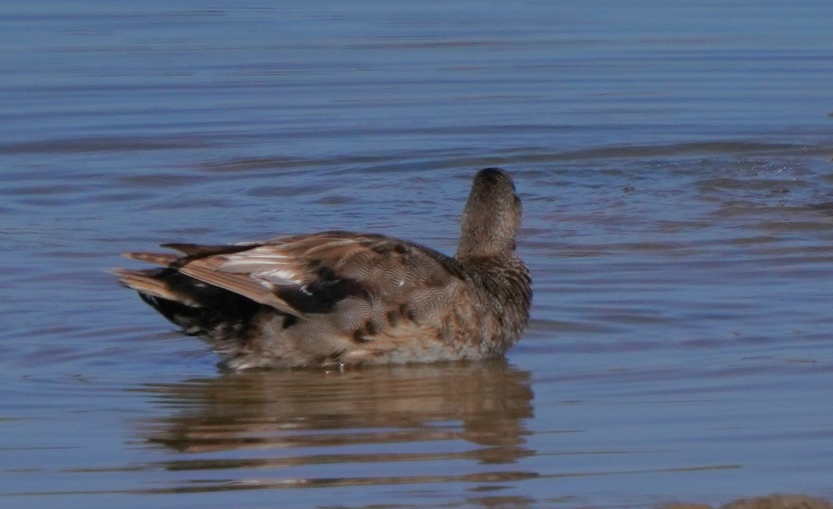 Gadwall - ML620668547