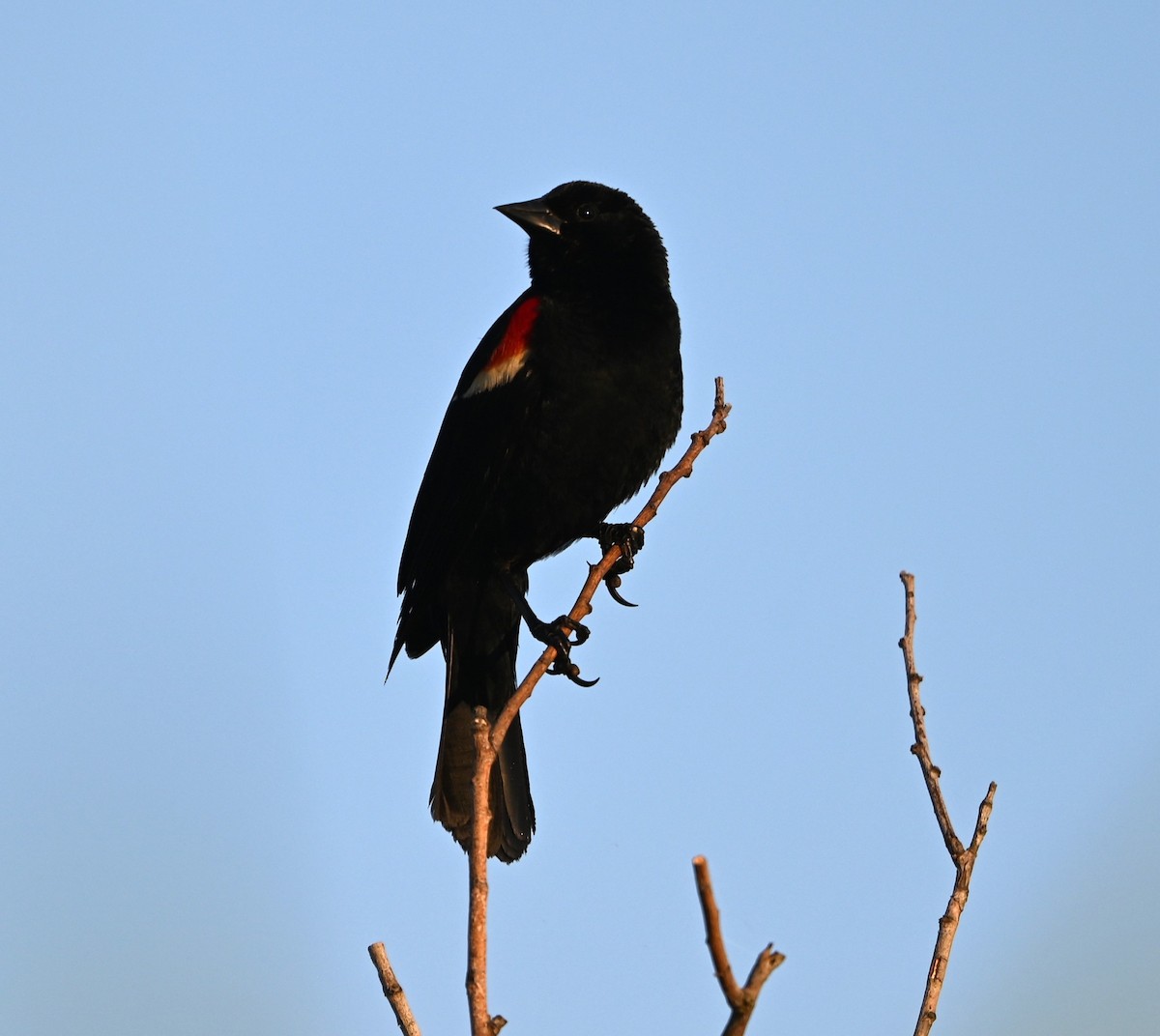 Red-winged Blackbird - ML620668549