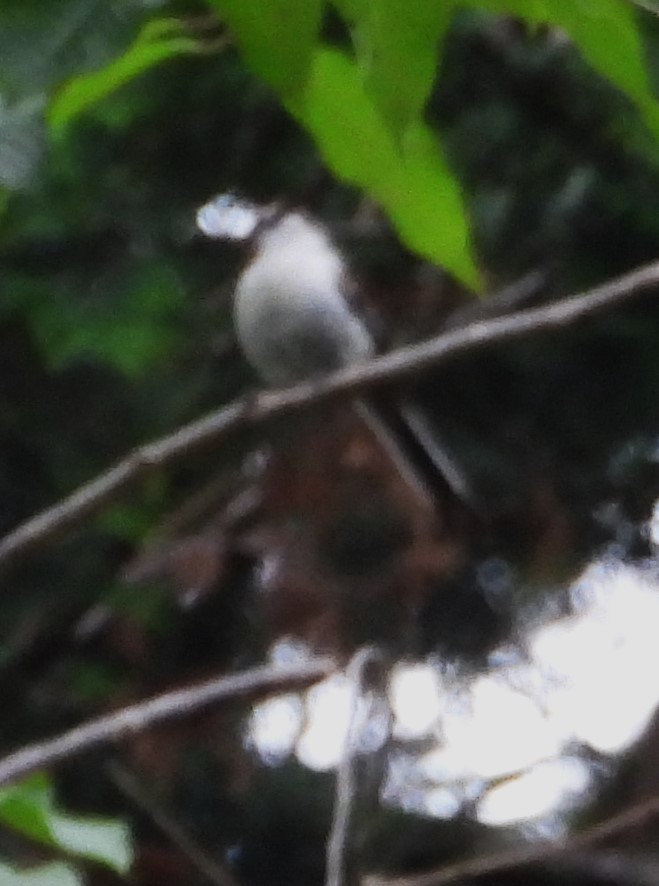 Long-tailed Tit - ML620668550