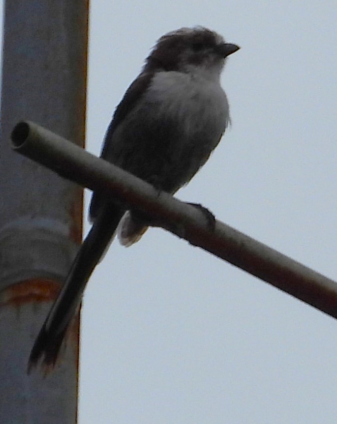 Long-tailed Tit - ML620668551