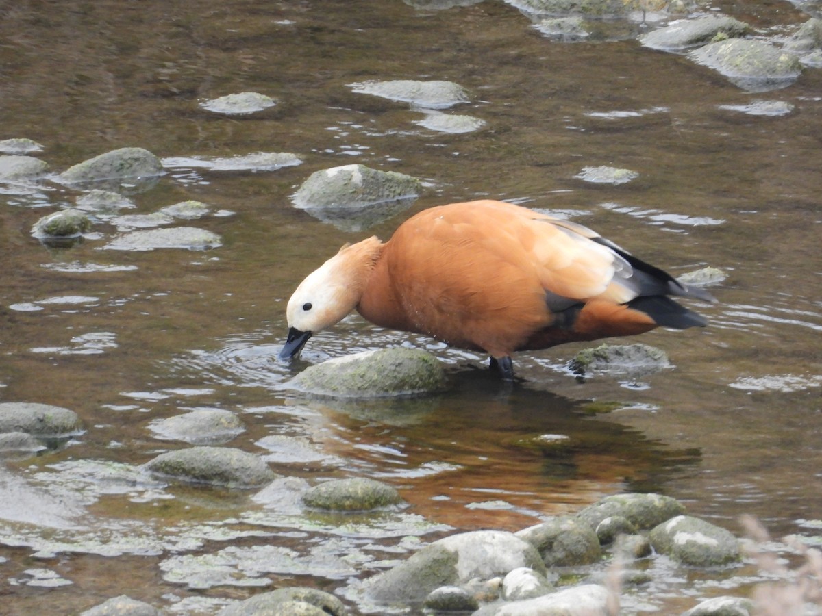 Ruddy Shelduck - ML620668555