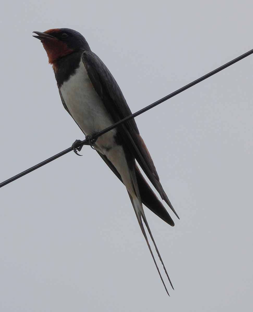 Barn Swallow - ML620668556