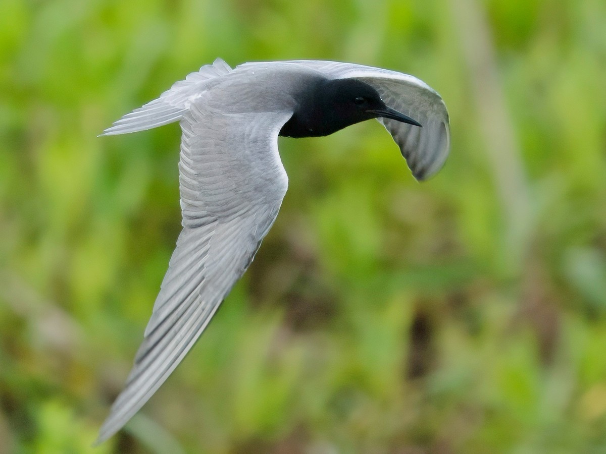 Black Tern - ML620668559