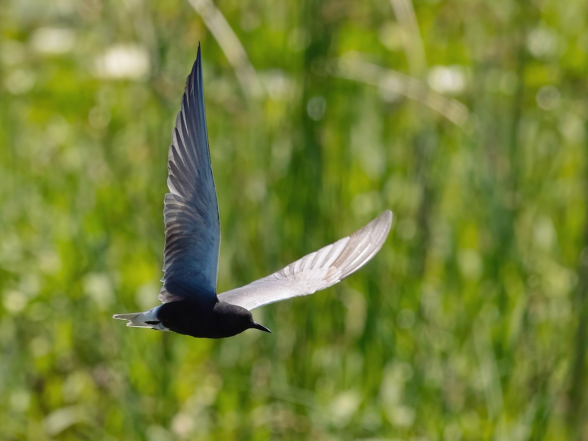 Black Tern - ML620668560