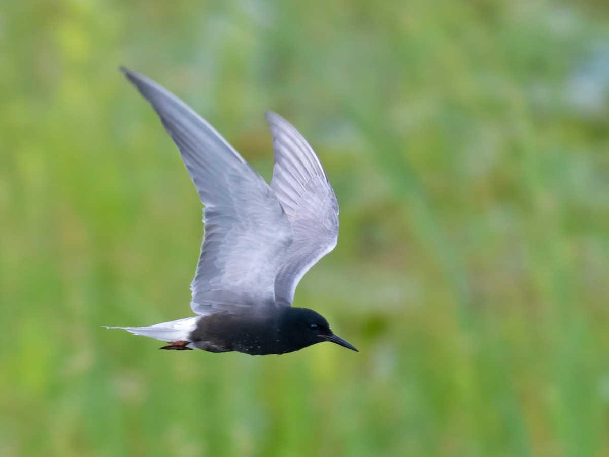 Black Tern - ML620668561