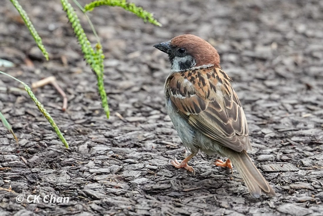 Eurasian Tree Sparrow - ML620668562