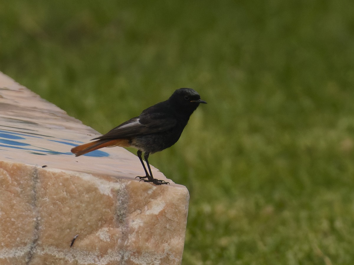 Black Redstart - ML620668564