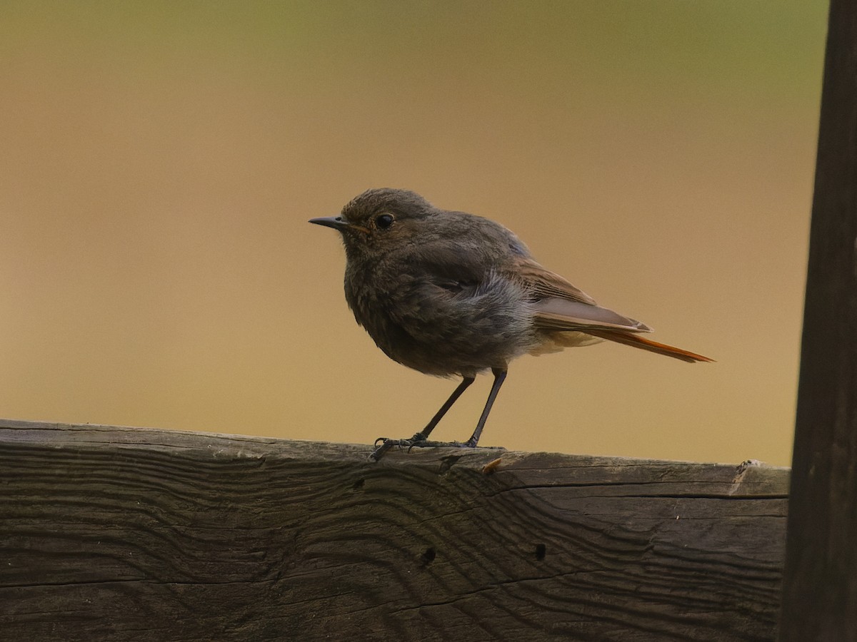 Black Redstart - ML620668565