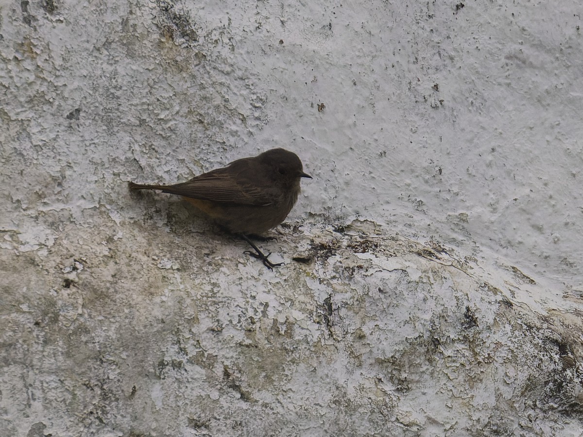 Black Redstart - ML620668566