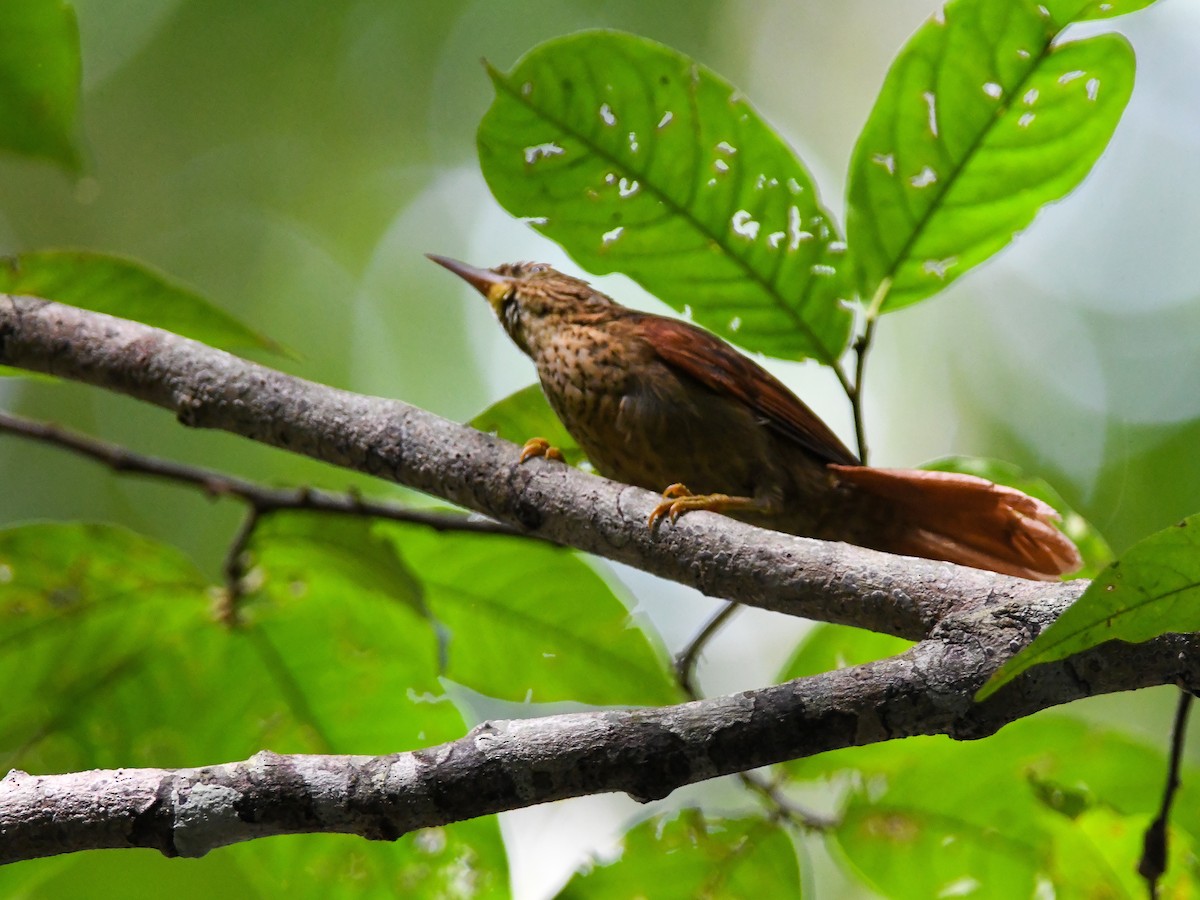 Speckled Spinetail - ML620668567