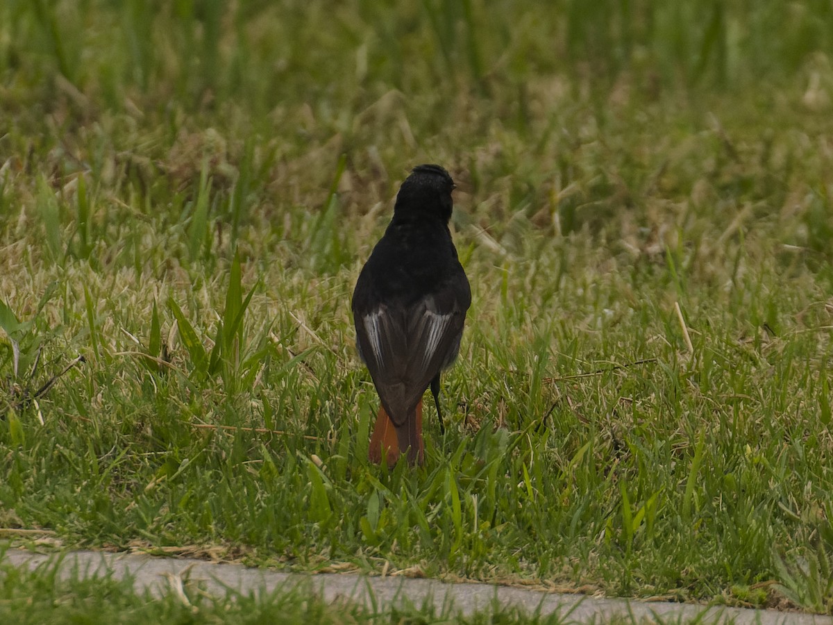 Black Redstart - ML620668568