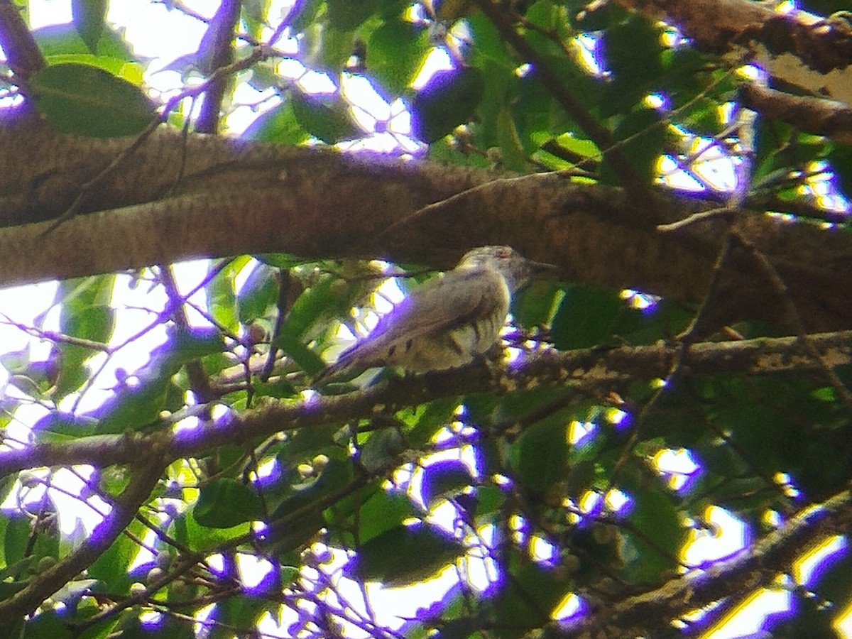 Little Bronze-Cuckoo - Lars Mannzen