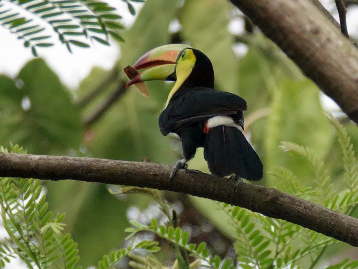 Keel-billed Toucan - ML620668571