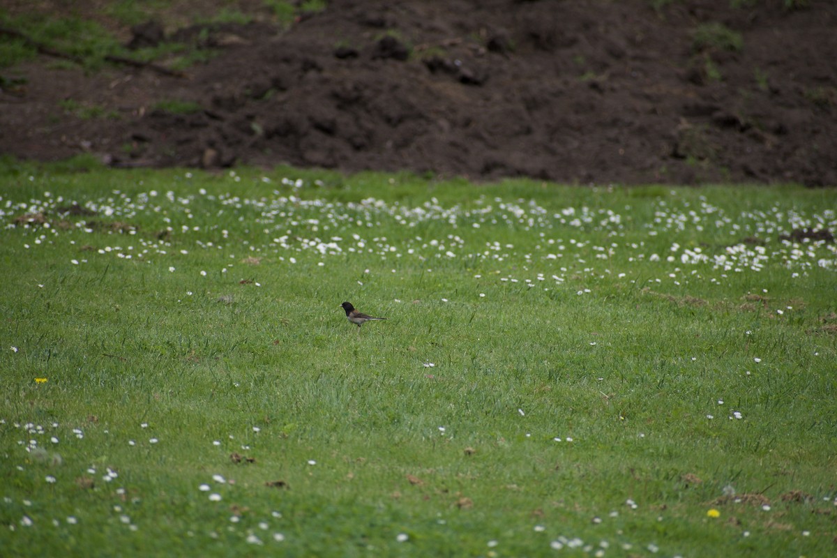 Junco ardoisé - ML620668572