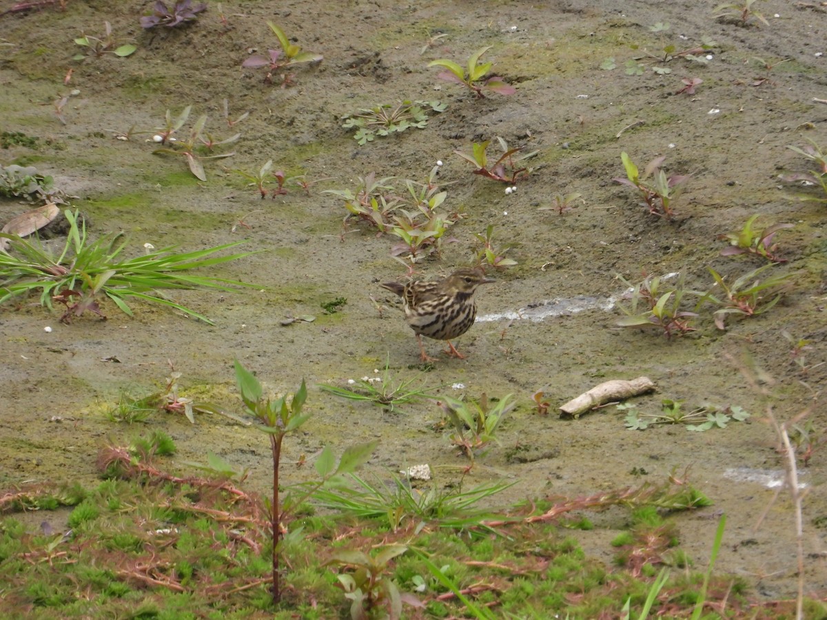 Rosy Pipit - Roy Wang