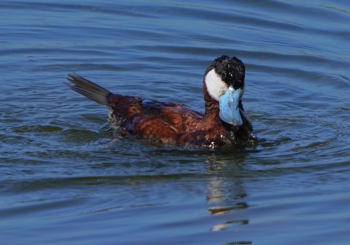 Ruddy Duck - ML620668575