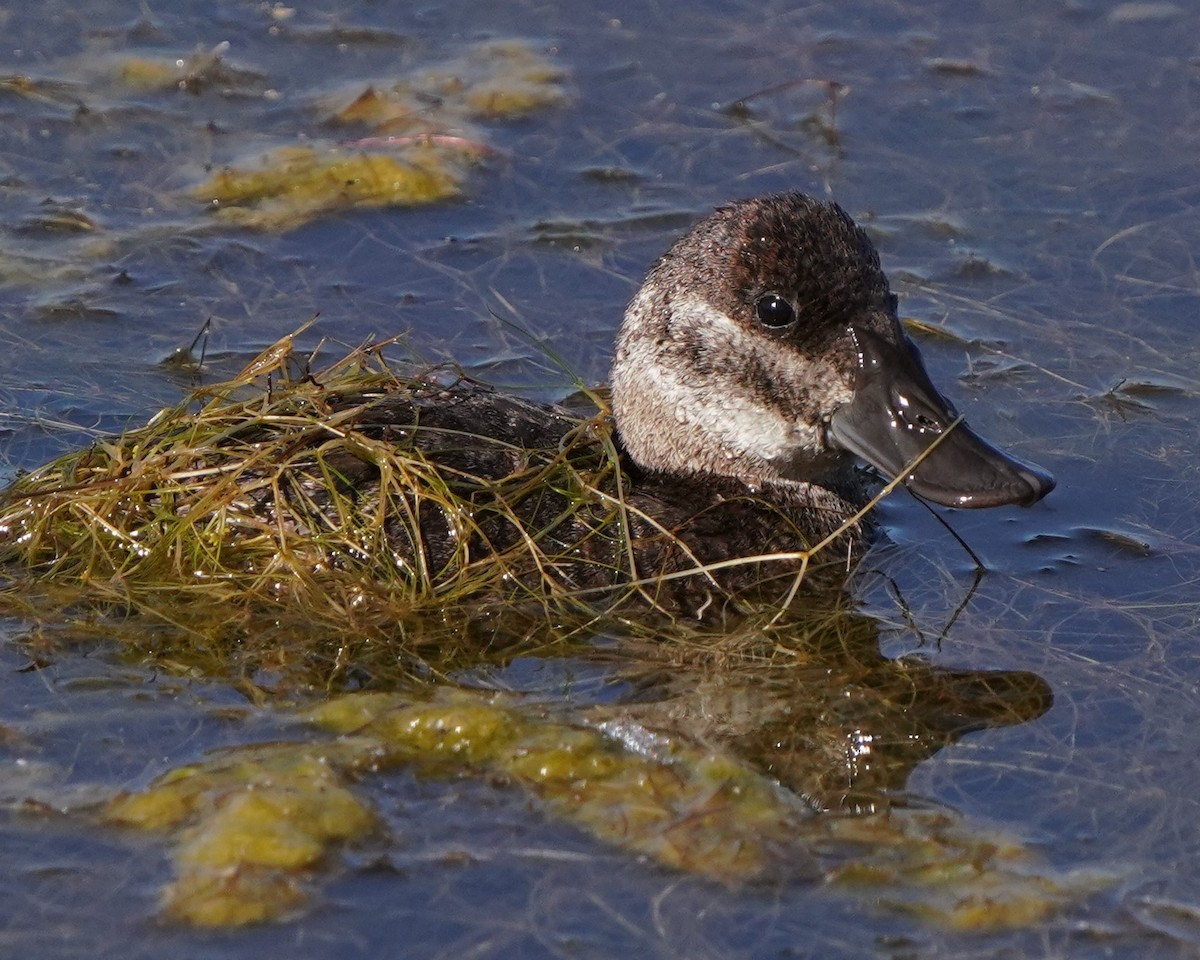 Ruddy Duck - ML620668576